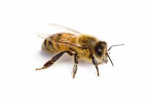 traitement abeilles