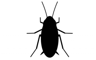 INSECTIS Traitement contre les blattes / cafards