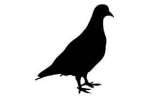 INSECTIS Protection contre oiseaux et pigeons