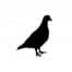 INSECTIS Protection contre oiseaux et pigeons