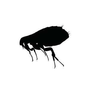 INSECTIS Traitement contre les puces