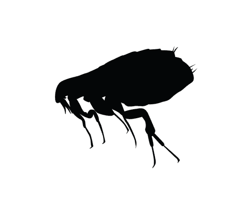 Societe Desinfection Puces Insectis Erismann Societe Desinfection Puces Insectis Erismann
