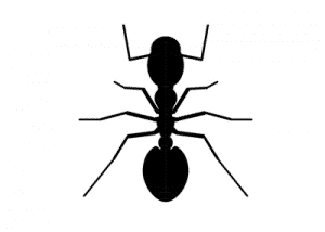 traitement fourmis