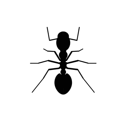 traitement fourmis