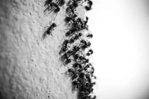 fourmis charpentières traitement fourmis