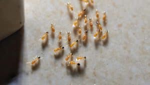 fourmis des pharaons traitement fourmis