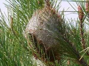 traitement nid de chenilles