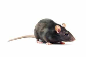 rat traitement rongeurs